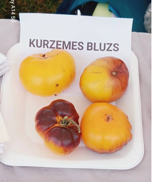 Kurzemes bluzs
