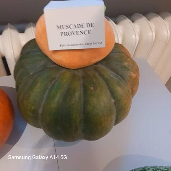 Muscade  de Provence