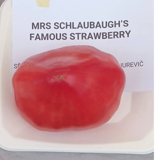 MRS SCHLAUBAUGH'S FAMOUS STRAWBERRY