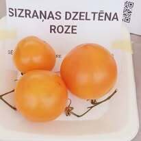 SIZRAŅAS DZETENA ROZE