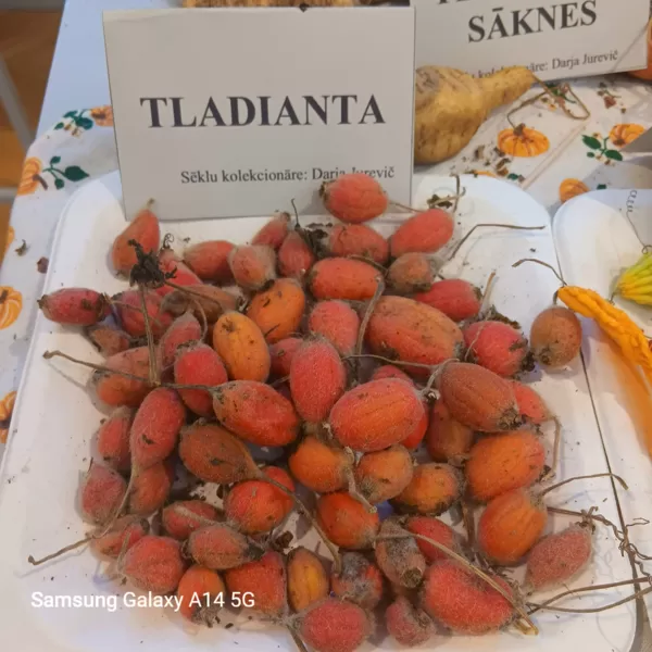 Tladianta