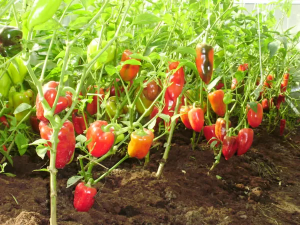 Saldā paprika